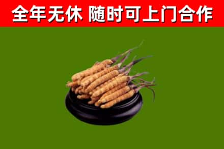 仁寿回收冬虫夏草